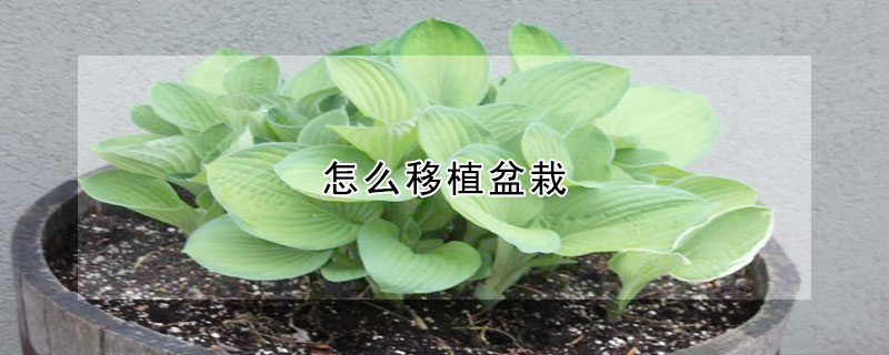 怎麼移植盆栽