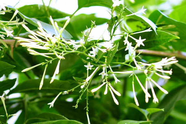 夜來香什麼時候開花