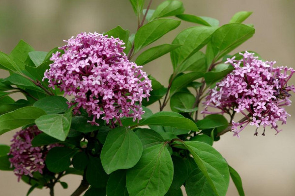 丁香花什麼顏色