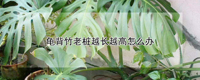 龜背竹老樁越長越高怎麼辦