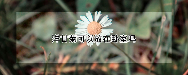 洋甘菊可以放在臥室嗎