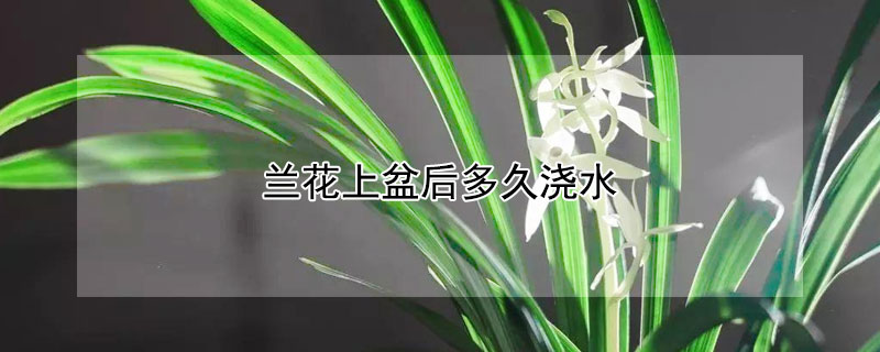 蘭花上盆後多久澆水