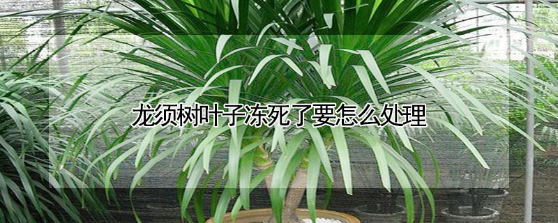 龍須樹葉子凍死了要怎麼處理