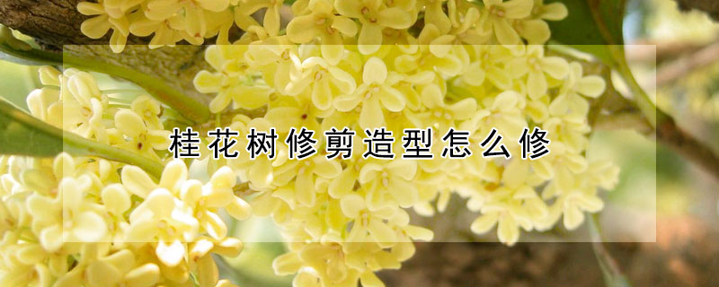 桂花樹修剪造型怎麼修