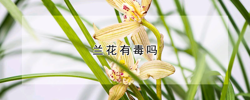 蘭花有毒嗎