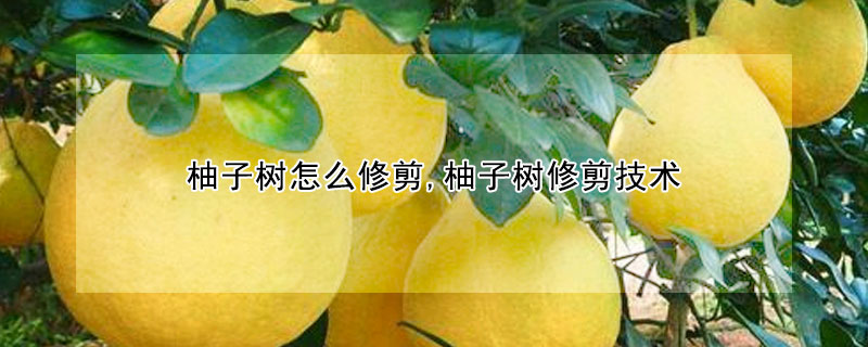 柚子樹怎麼修剪,柚子樹修剪技術