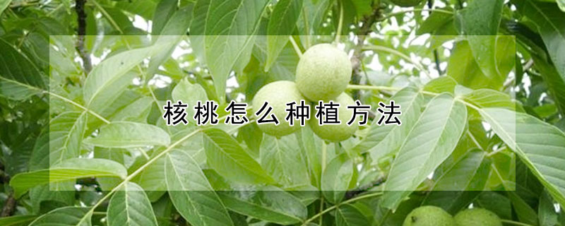 核桃怎麼種植方法