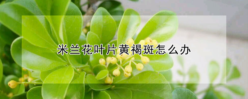 米蘭花葉片黃褐斑怎麼辦