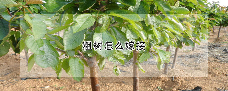 粗樹怎麼嫁接