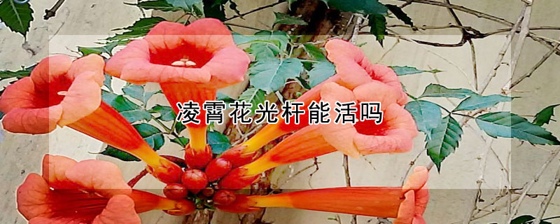 淩霄花光杆能活嗎