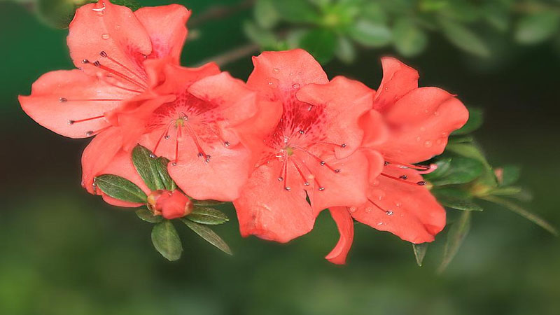 花中西施是什麼花名