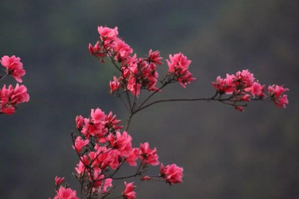 花中西施是什麼花名