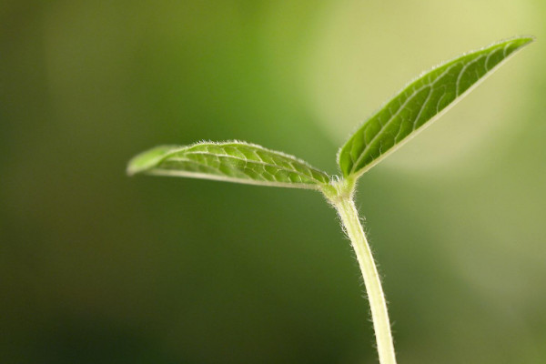 植物的生長過程