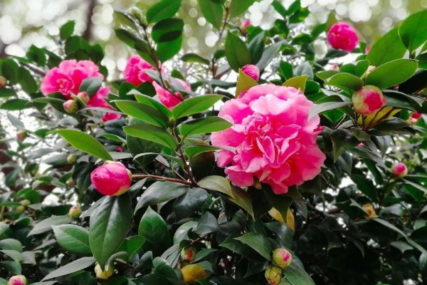 茶花品種 發財農業網