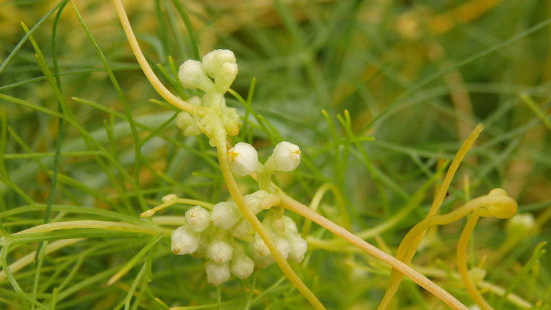 菟絲子是什麼植物