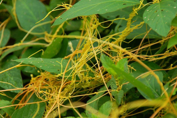 菟絲子是什麼植物