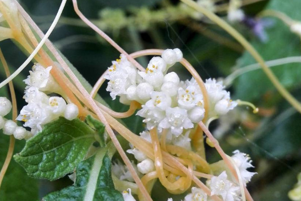 菟絲子是什麼植物