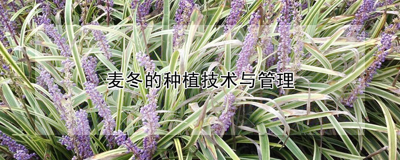 麥冬的種植技術與管理