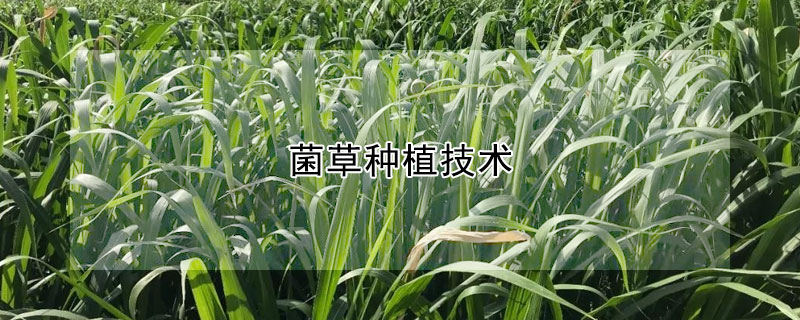 菌草種植技術