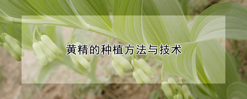 黃精的種植方法與技術