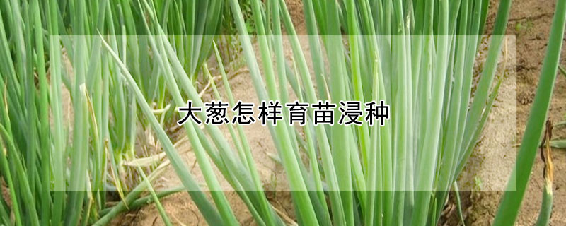 大蔥怎樣育苗浸種