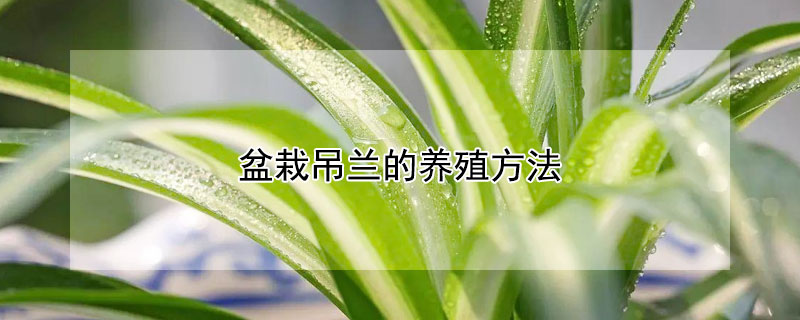 盆栽吊蘭的養殖方法