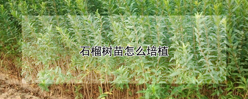 石榴樹苗怎麼培植