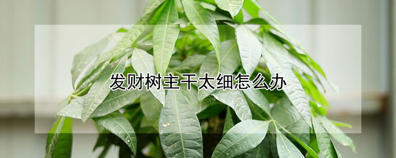 發財樹主幹太細怎麼辦