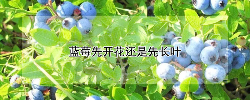 藍莓先開花還是先長葉