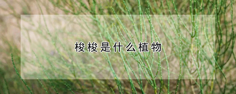 梭梭是什麼植物