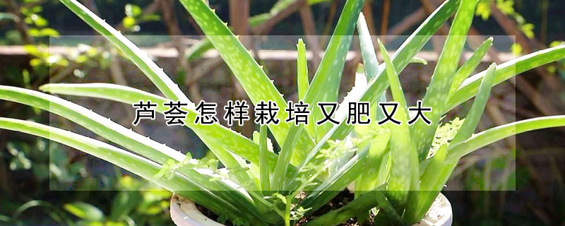 蘆薈怎樣栽培又肥又大