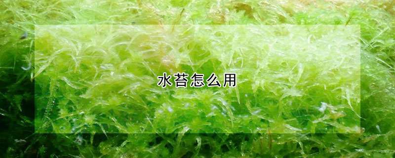 水苔怎麼用