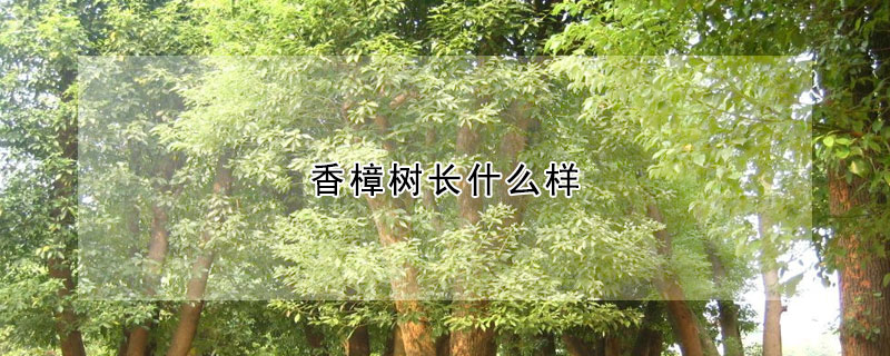 香樟樹長什麼樣