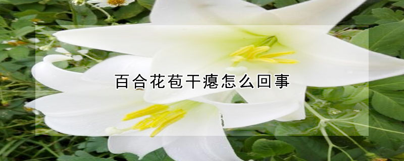 百合花苞幹癟怎麼回事