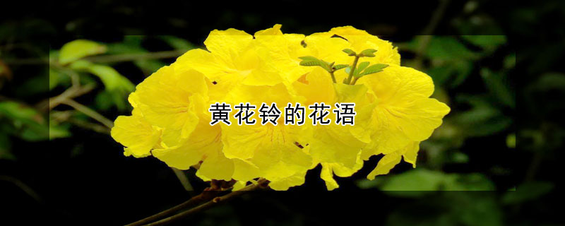 黃花鈴的花語