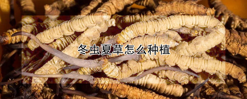 冬蟲夏草怎麼種植