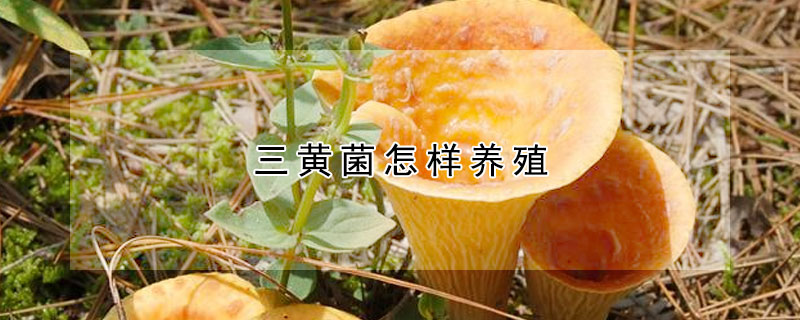 三黃菌怎樣養殖