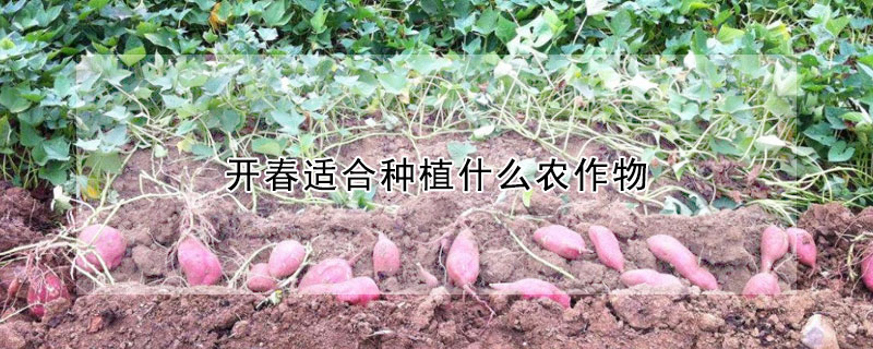 開春適合種植什麼農作物