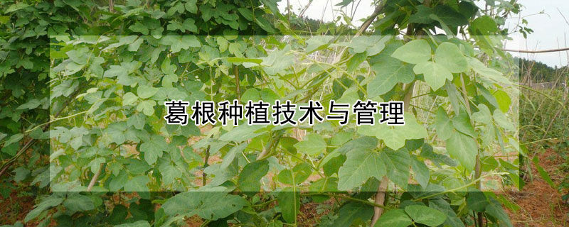 葛根種植技術與管理