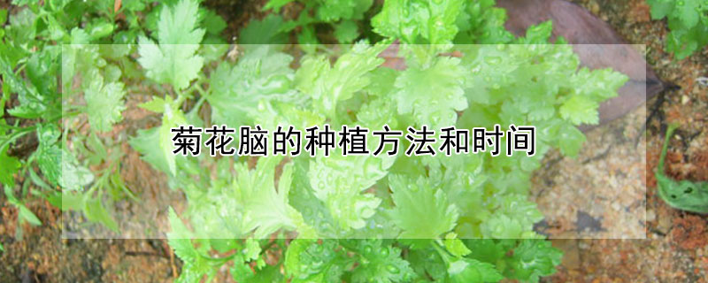 菊花腦的種植方法和時間