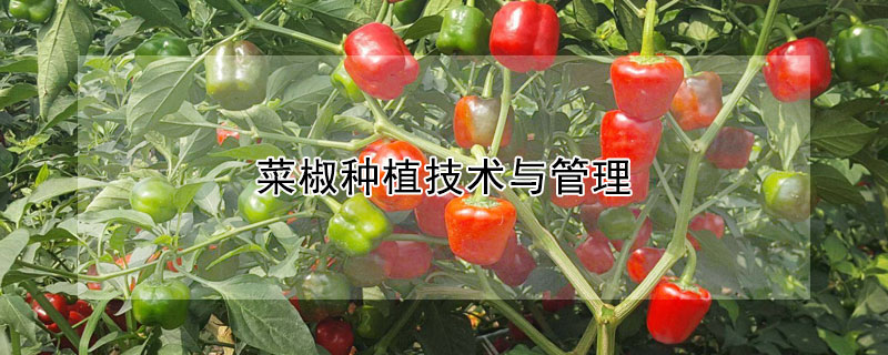 菜椒種植技術與管理