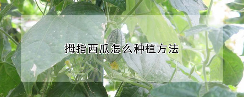 拇指西瓜怎麼種植方法