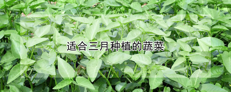 適合三月種植的蔬菜