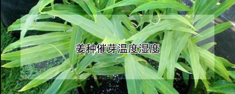 薑種催芽溫度濕度