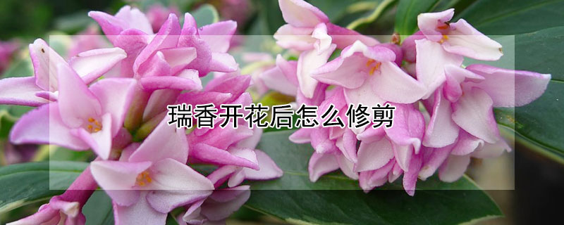 瑞香開花後怎麼修剪