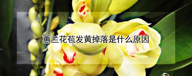 蕙蘭花苞發黃掉落是什麼原因