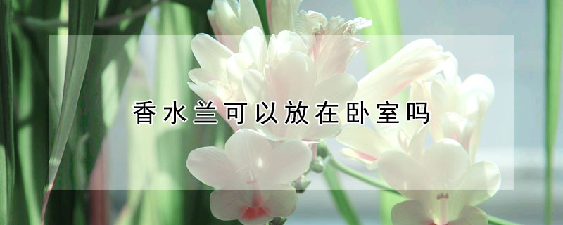 香水蘭可以放在臥室嗎