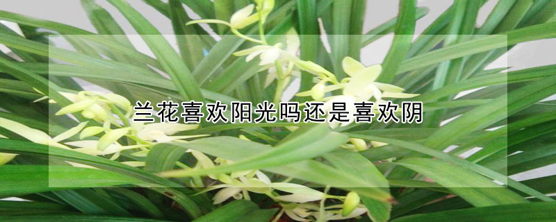 蘭花喜歡陽光嗎還是喜歡陰