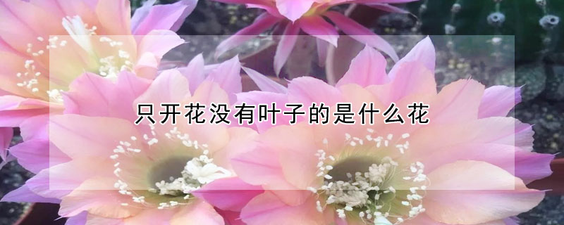 隻開花沒有葉子的是什麼花