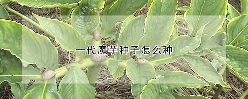 一代魔芋種子怎麼種